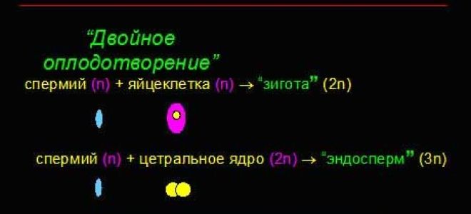 Соцветия. Опыление. Оплодотворение и развитие семени