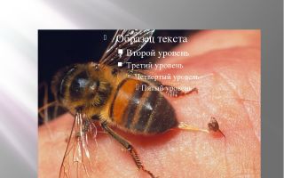 Отряд перепончатокрылые. медоносная пчела – биология