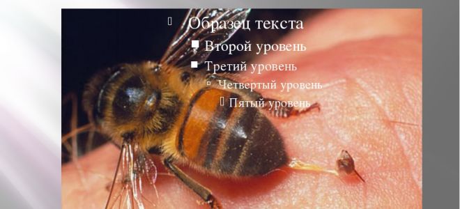 Отряд перепончатокрылые. медоносная пчела – биология