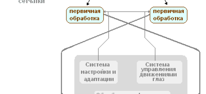 Строение органа зрения, Биология