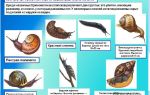 Класс брюхоногие моллюски, или улитки – биология