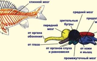 Внутреннее строение рыб, биология