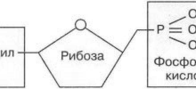 Органические вещества клетки: нуклеиновые кислоты и атф, биология