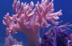 Медузы. коралловые полипы – биология