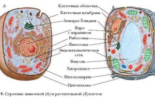 Ядро клетки, биология