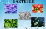 Бактерии — живые организмы – биология