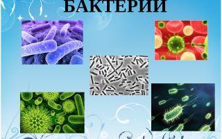 Бактерии — живые организмы – биология