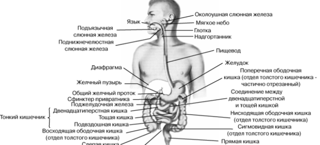 Пищеварение в желудке и кишечнике, биология