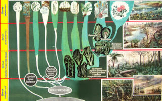 Этапы развития растительного мира, биология