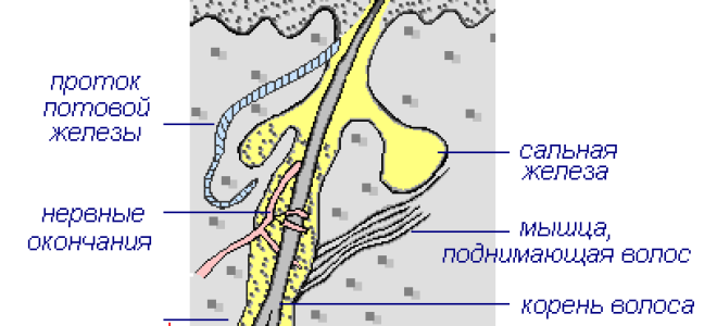 Наружные покровы тела