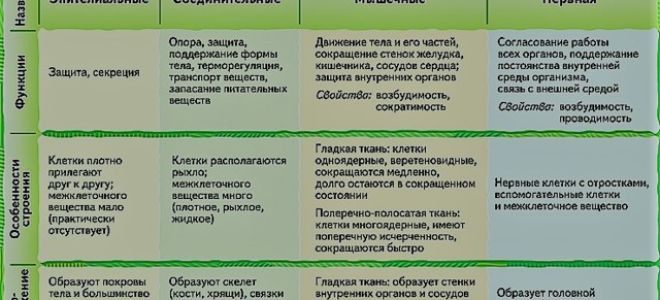 Одноклеточные и многоклеточные организмы, биология