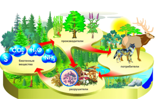 Экологические системы – биология
