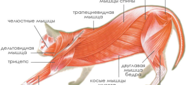 Местообитание, особенности внешнего строения, скелета и мышц млекопитающих, Биология