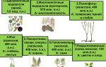 Эволюция высших растений – биология