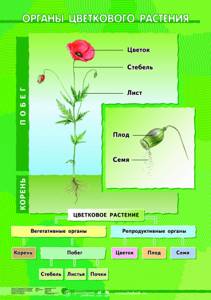 Рассмотрите рисунок на котором изображены основные этапы роста и развития цветкового растения