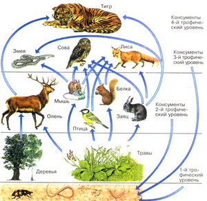 Особенности питания животных, Биология