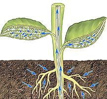 Видоизменения корней, Биология
