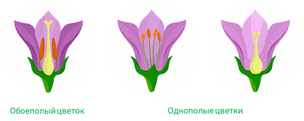 Отдел Покрытосеменные, или Цветковые растения, Биология