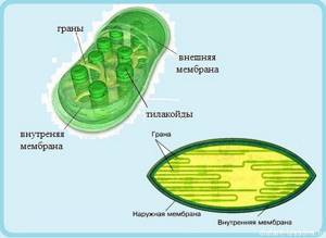 Растительная клетка, Биология