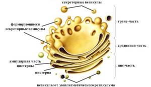 Аппарат Гольджи: строение и функции в клетке