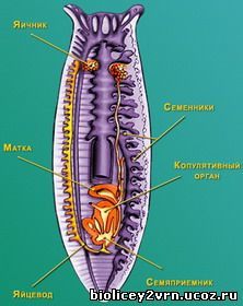 Класс Планарии, или Ресничные черви, Биология