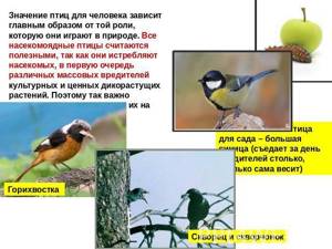 Значение птиц в природе и для человека