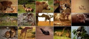 Значение млекопитающих, их охрана, Биология