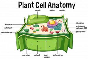 Строение растительной клетки, Биология