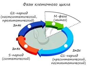 Клеточный цикл, Биология