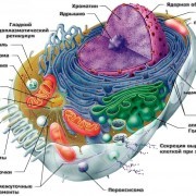 Жизнедеятельность клетки, Биология