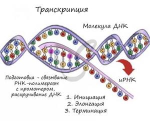 Биосинтез белков, Биология