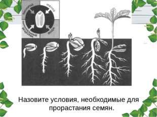 Зависимость роста и развития растений от условий окружающей среды, Биология