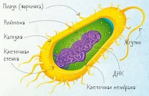 Многообразие бактерий, Биология