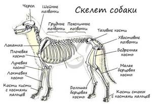 Местообитание, особенности внешнего строения, скелета и мышц млекопитающих, Биология