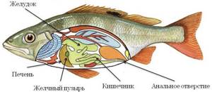 Внутреннее строение рыб, Биология