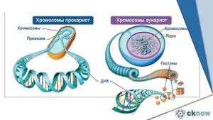 Хромосомы, их строение и функции, Биология