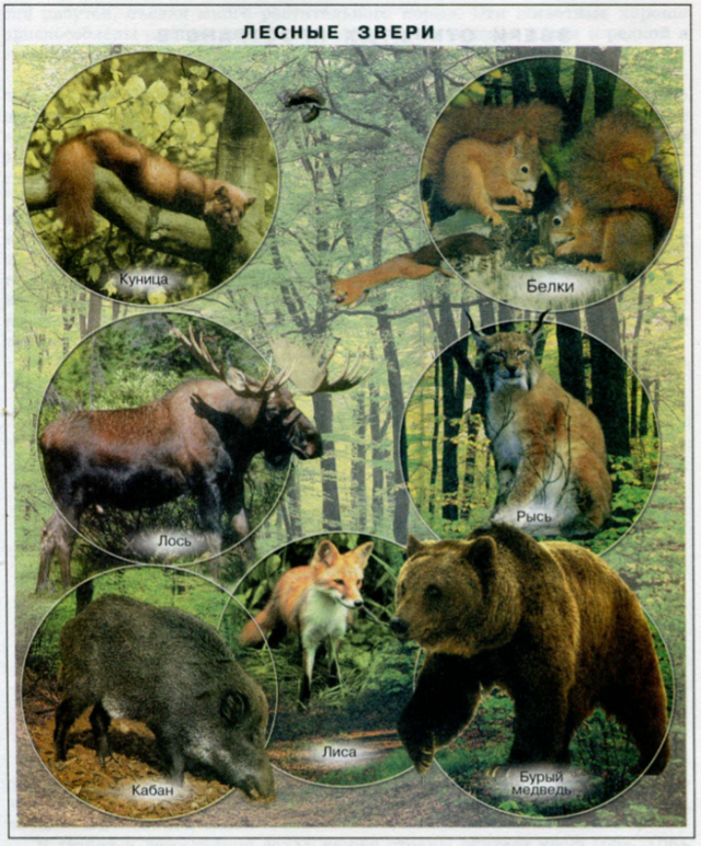 Экологические группы млекопитающих, Биология