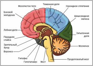 Головной мозг, Биология