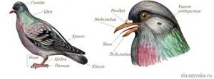 Внутреннее строение и размножение птиц, Биология