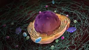 Строение клеток эукариот: поверхностный аппарат, Биология