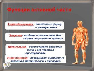 Опорно-двигательная система, состав, строение и рост костей, Биология