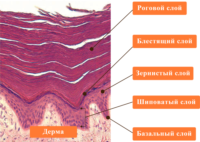 Ткани животных и человека. Нервная и мышечные ткани