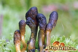Головневые, спорыньевые и другие паразитические грибы, Биология