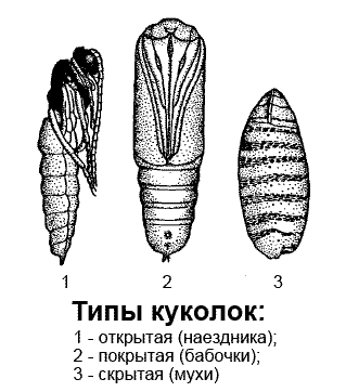 Развитие насекомых, Биология