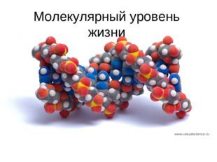 Молекулярный уровень жизни, Биология