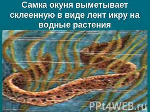 Размножение, развитие и миграции рыб, Биология