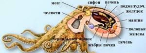 Общая характеристика моллюсков, Биология