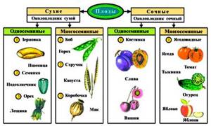 Семя и плод, Биология