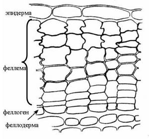 Покровная ткань растений: строение первичной и вторичной ткани, функции, толщина у разных растений