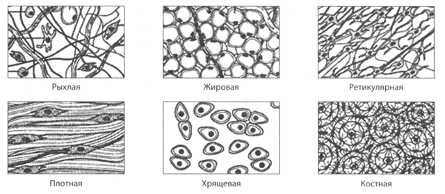 Соединительные ткани и их функции, Биология